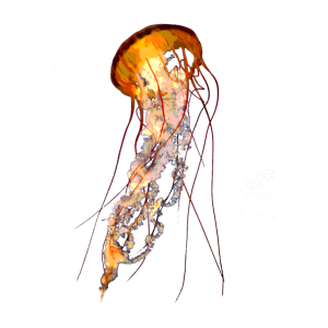 Jellyfish PNG-47079